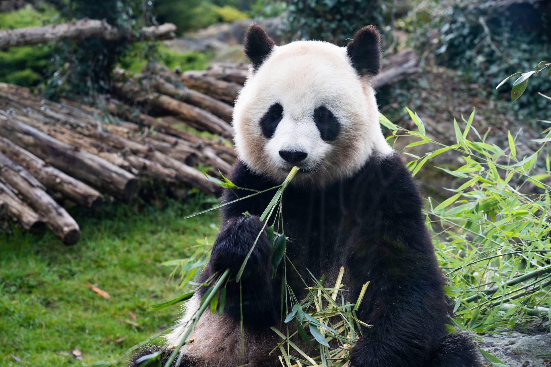 Panda Géant mars 2021 ZooParc de Beauval © ZooParc de Beauval